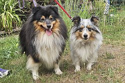 Die stolzen Eltern des K-Wurfs vom Storchengrund: Hugo und Gaia