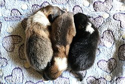 Hugos erster Wurf: O-Wurf from Cherryblossom Dream