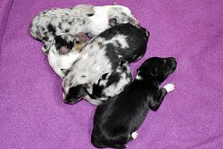 Hugos zweiter Wurf: Thats True Magic L-Wurf