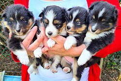 Q-Wurf von der Rosenranke, 3.5 Wochen alt