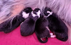 Q-Wurf von der Rosenranke