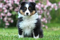 Querina von der Rosenranke, 7 Wochen alt