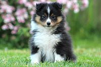 Quest for Life von der Rosenranke, 7 Wochen alt