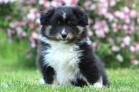 Quirino von der Rosenranke, 7 Wochen alt