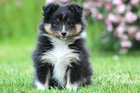 Quality Time von der Rosenranke, 7 Wochen alt