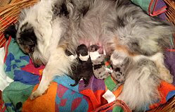 J-Wurf vom Storchengrund