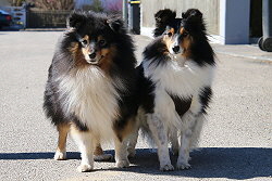 Die Eltern vom Charity of Life J-Wurf: Hugo und Felissa