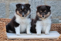 Charity of Life J-Wurf