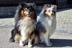 Die Eltern des A-Wurfs von der blauen Perle: Hugo und Laika