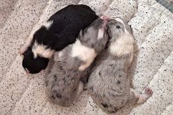 A-Wurf von der blauen Perle, 1 Tag alt