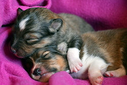 Thats True Magic M-Wurf, 1 Woche alt