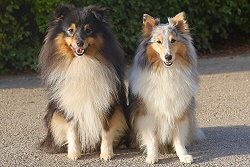 Die Eltern des B-Wurfes von den Nordpftchen, Hugo und Honey