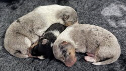 B-Wurf von den Nordpftchen, 2 Wochen alt