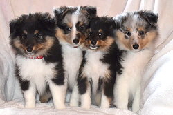 That�s True Magic N-Wurf, 8 Wochen alt