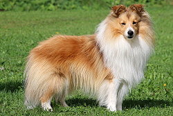 Zuchtrde Ignatz vom Affinger Bach