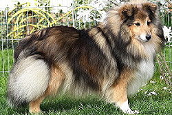 Zuchthndin Ismene vom Affinger Bach