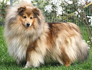 Ivett vom Schferstolz