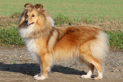 Die Mama von unserem Q3-Wurf: Joko O. vom Affinger Bach