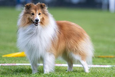 Der Papa von unserem Q3-Wurf: Xaadi vom Birkenwappen