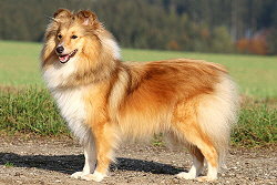 Zuchthndin Joko O. vom Affinger Bach