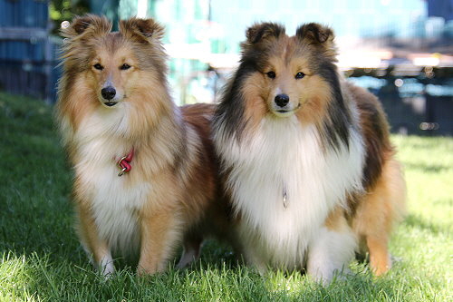 Die Eltern des S3-Wurfes: Joko und Bailey