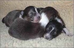 K-Wurf vom Affinger Bach,1 Woche alt