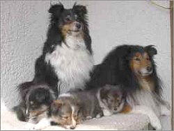 K-Wurf vom Affinger Bach mit Mama Sunny und Papa Kiwi