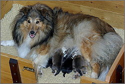 Ismene mit ihren Welpen