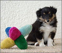 Uschi vom Affinger Bach, 6 Wochen alt