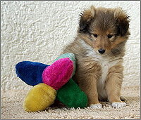 Urmel vom Affinger Bach, 6 Wochen alt