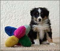 Uhura vom Affinger Bach, 6 Wochen alt