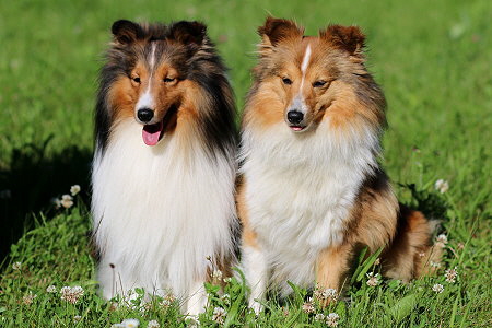 Die Eltern des Q2-Wurfes