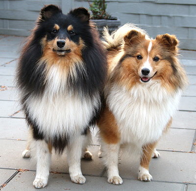 Die Eltern des Z2-Wurfes: Sam und Kesha 