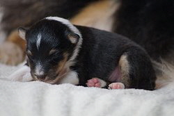 R3-Wurf vom Berghof Engelsbrand