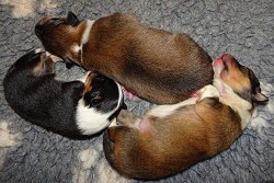 D-Wiurf von der Wertachau