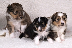 D-Wurf von der Wertachau, 3 Wochen alt