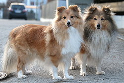 Die Eltern vom Luxiole A-Wurf: Lucy und Lable