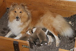 O3-Wurf vom Affinger Bach