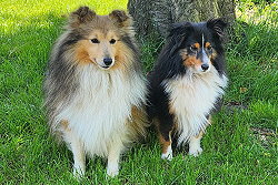 Die Eltern des F-Wurfs von den Mustadt-Briten: April uind Lable