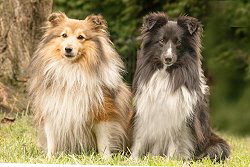 Die Eltern vom D-Wurf von den Frankenwald Stars: Abigail und Lable