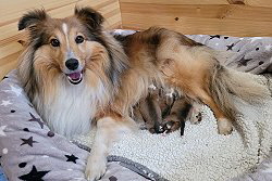 L-Wurf of Plush Power, 1 Tag alt