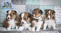 L-Wurf of Plush Power, 4 Wochen alt