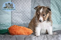 Lady Laluna of Plush Power, 4 Wochen alt