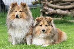 Die Eltern vom I3-Wurf: Lable und Rosie