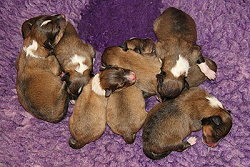 J3-Wurf vom Affinger Bach