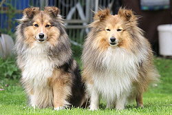 Die Eltern vom J3-Wurf: Toffiffee und Lable