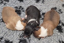 H-Wurf of Plush Power