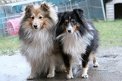 Die Eltern vom E-Wurf von den Maustadt-Briten