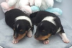 E-Wurf von den Maustadt-Briten