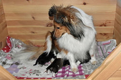 Die gl�ckliche Mama des H-Wurfs im Zwinger That�s True Magic